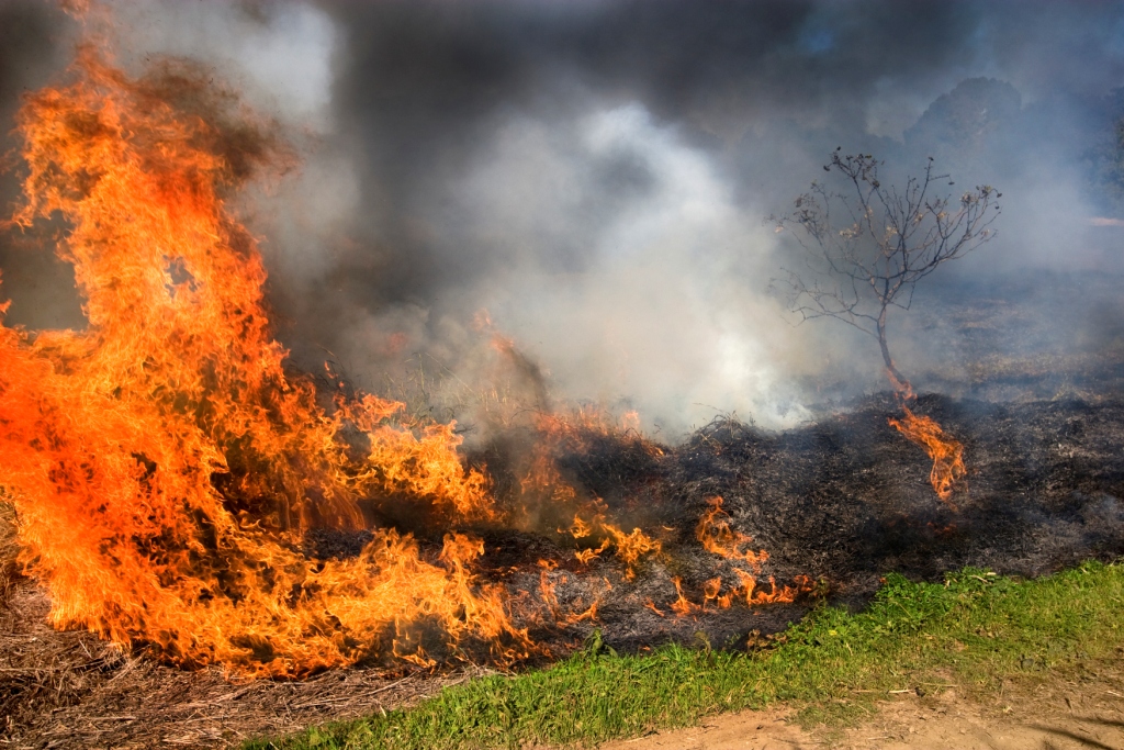 stubble burning