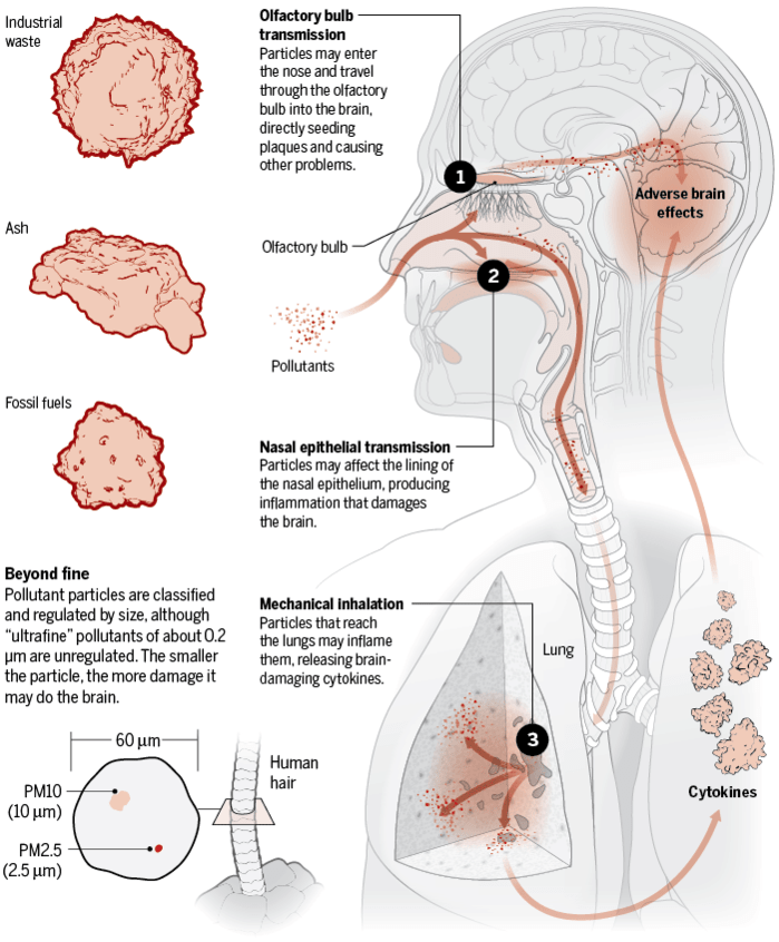 5 Unusual Health Effects of Air Pollution on Humans
