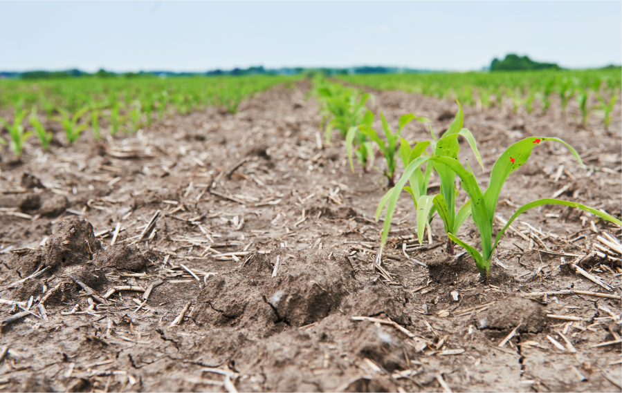El Nino effects on Agriculture