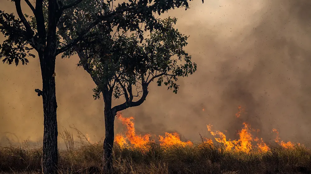 Wildfire causing flaming trees in a forest