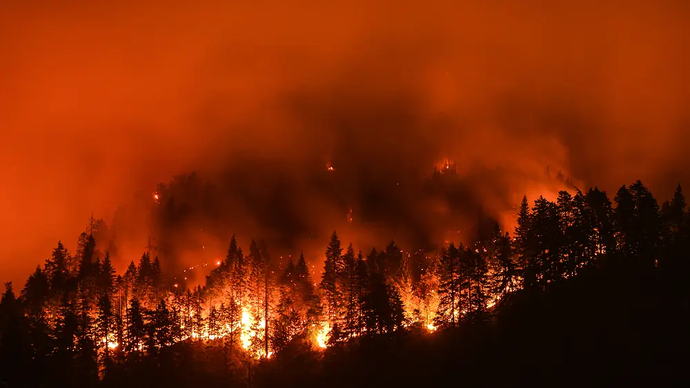 wildfire covering an entire area of forest