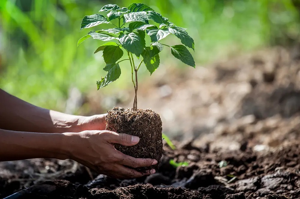 A man planting the plant with soil